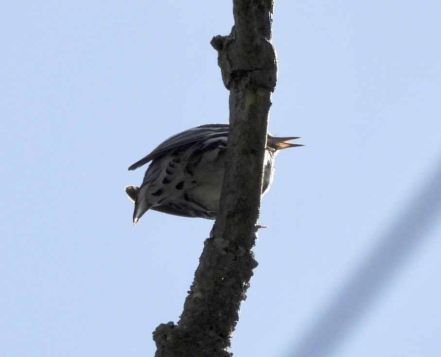 Black-and-white Warbler - ML619741081