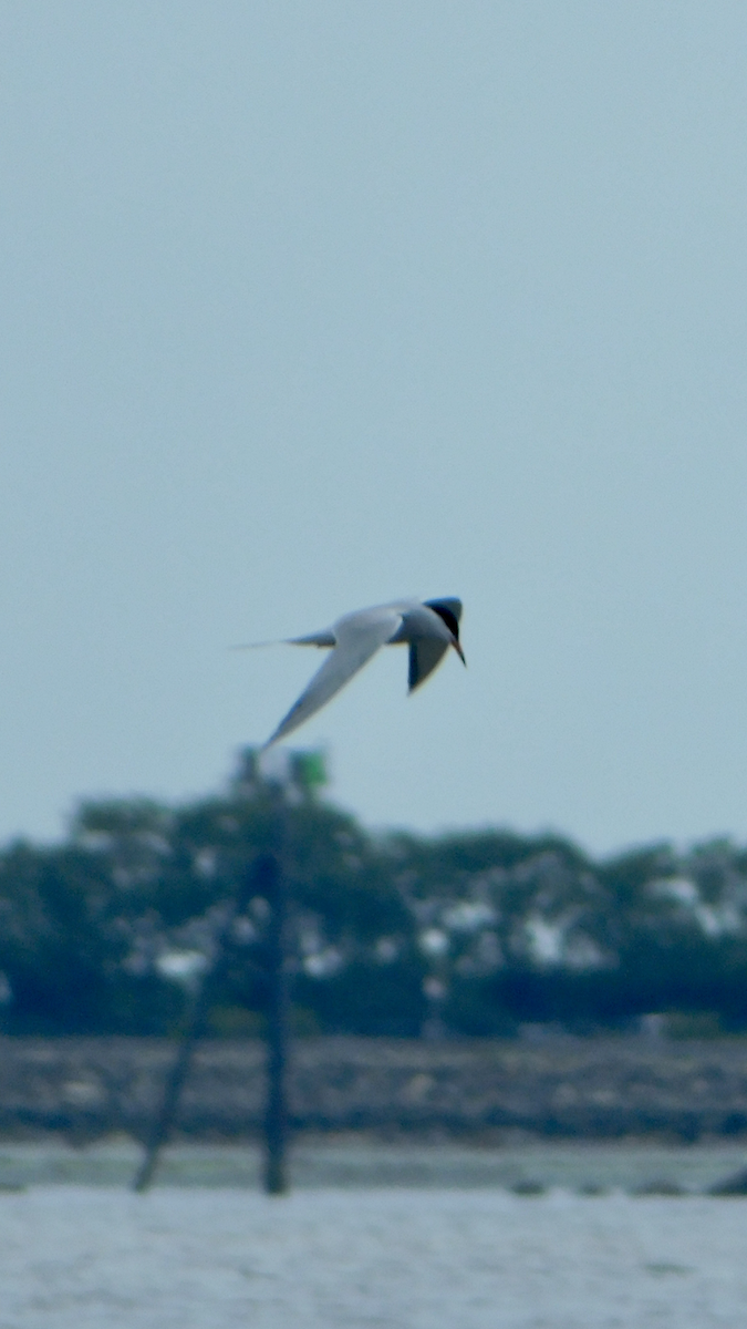 Common Tern - ML619741098