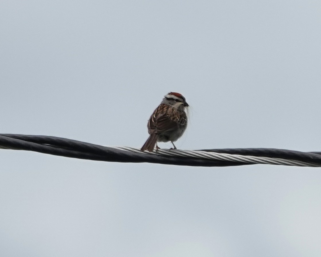 Chipping Sparrow - ML619741104