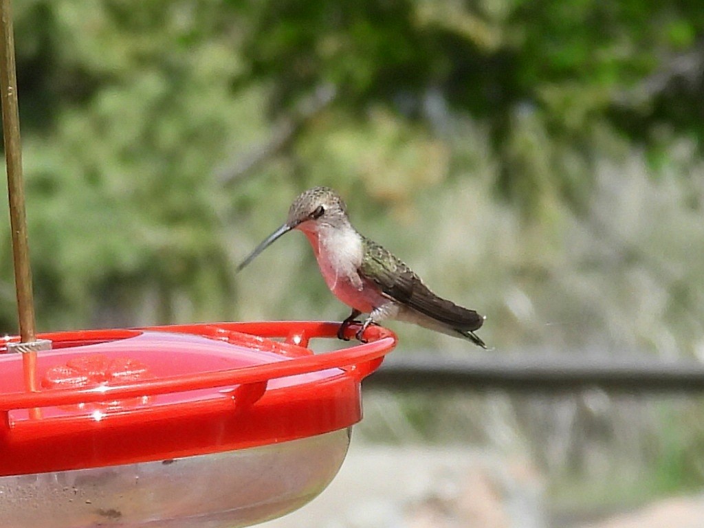 Black-chinned Hummingbird - ML619741112