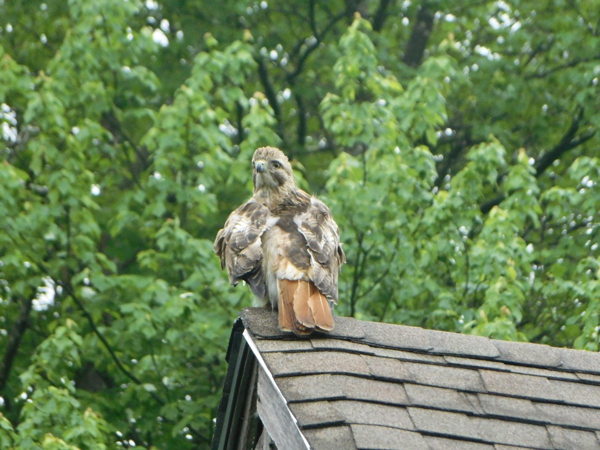 Red-tailed Hawk - ML619741126