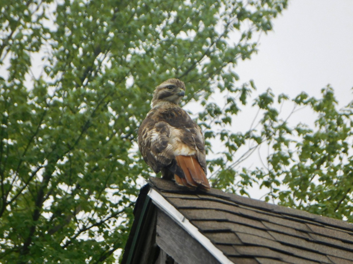 Red-tailed Hawk - ML619741127