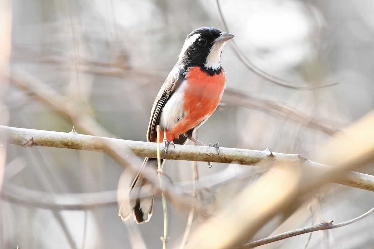 Red-breasted Chat - ML619741202