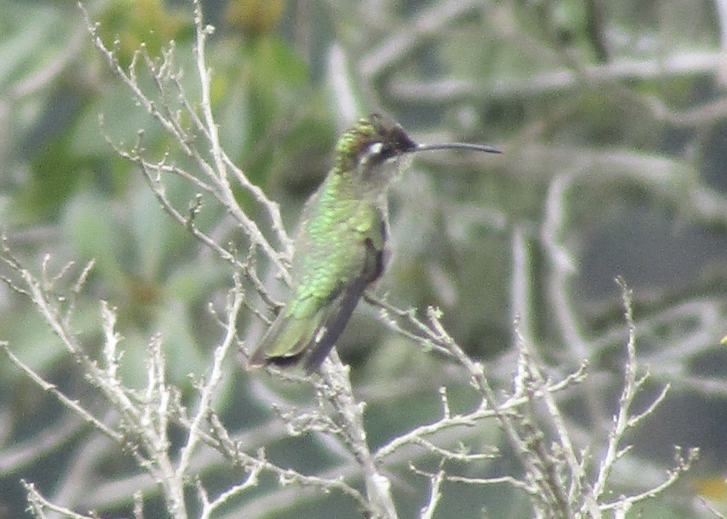 Rivoli's Hummingbird - ML619741221