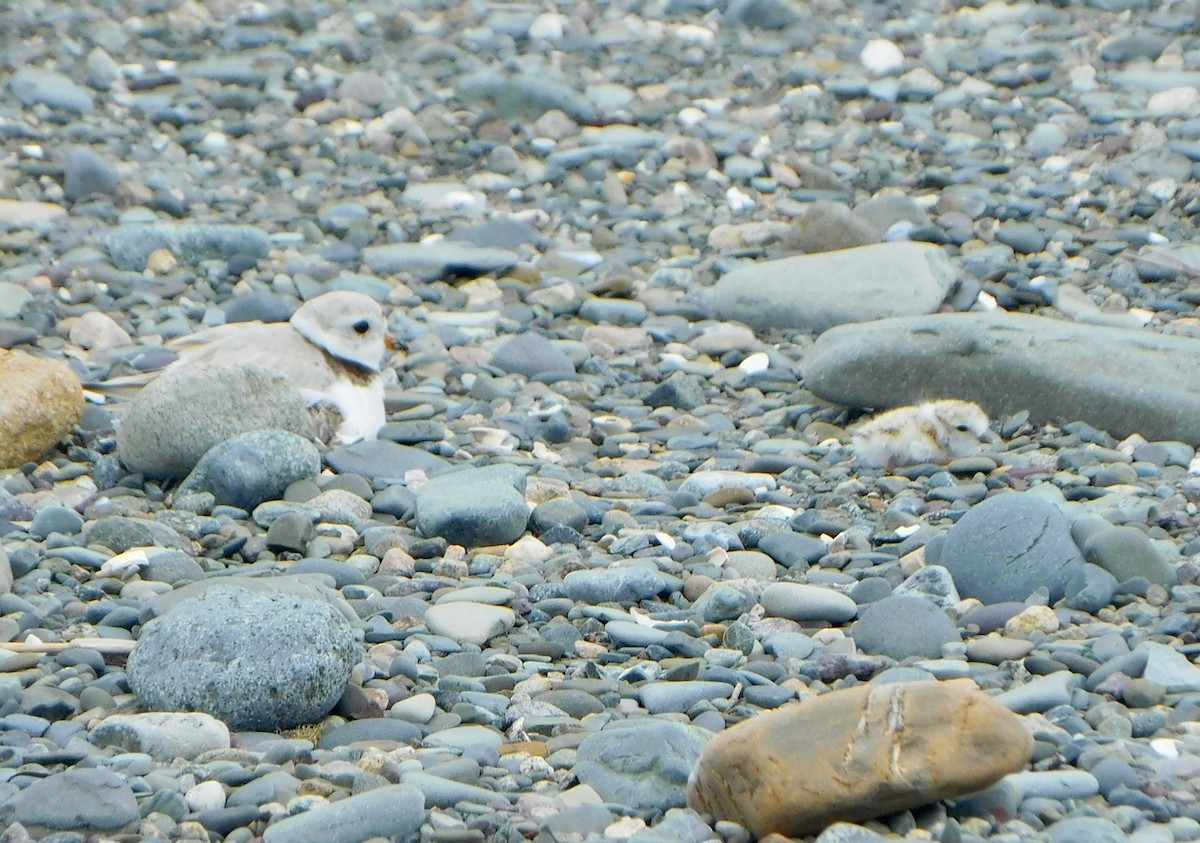 Piping Plover - ML619741254
