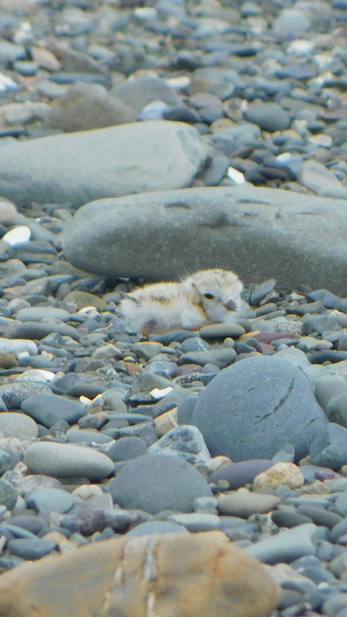 Piping Plover - ML619741258