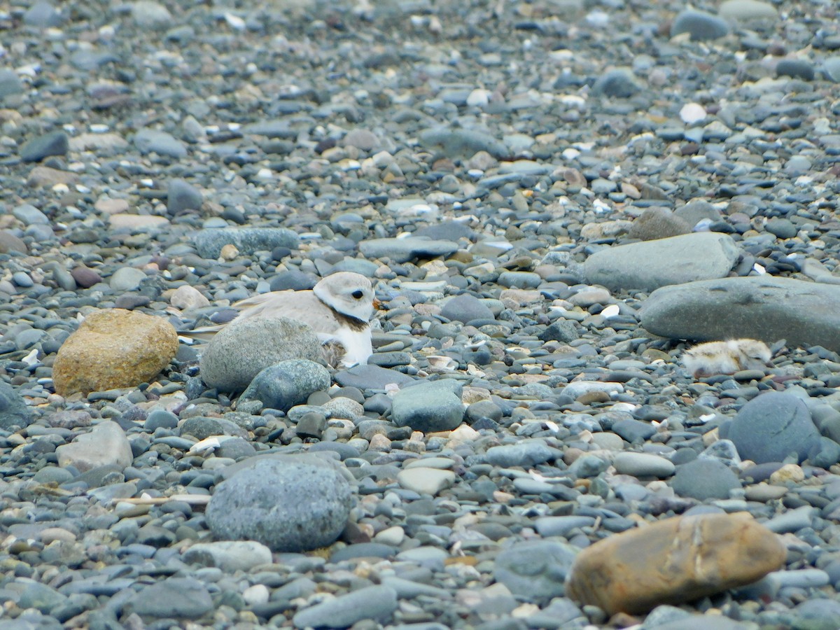 Piping Plover - ML619741259