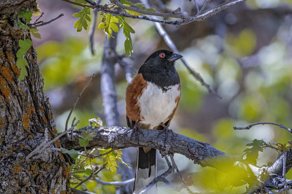 Spotted Towhee - ML619741270