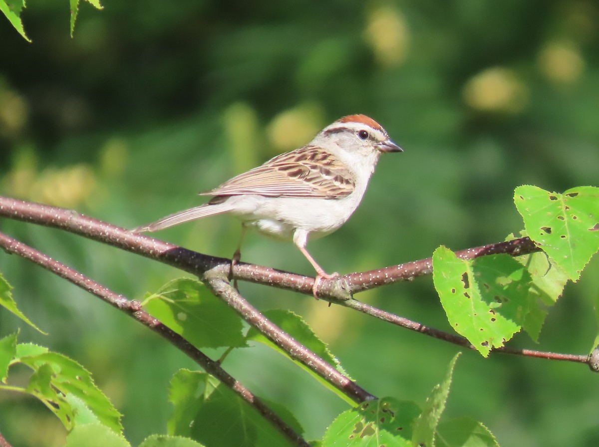 Chipping Sparrow - ML619741275