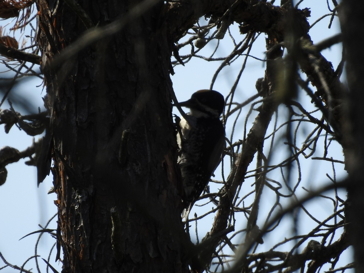 Black-backed Woodpecker - ML619741318