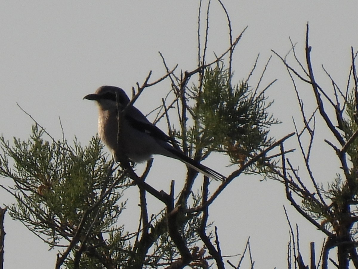 Iberian Gray Shrike - ML619741326