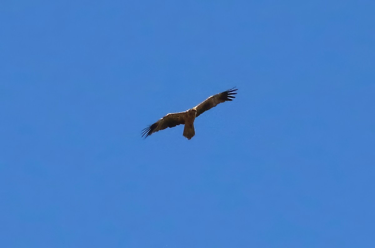 Wedge-tailed Eagle - ML619741363