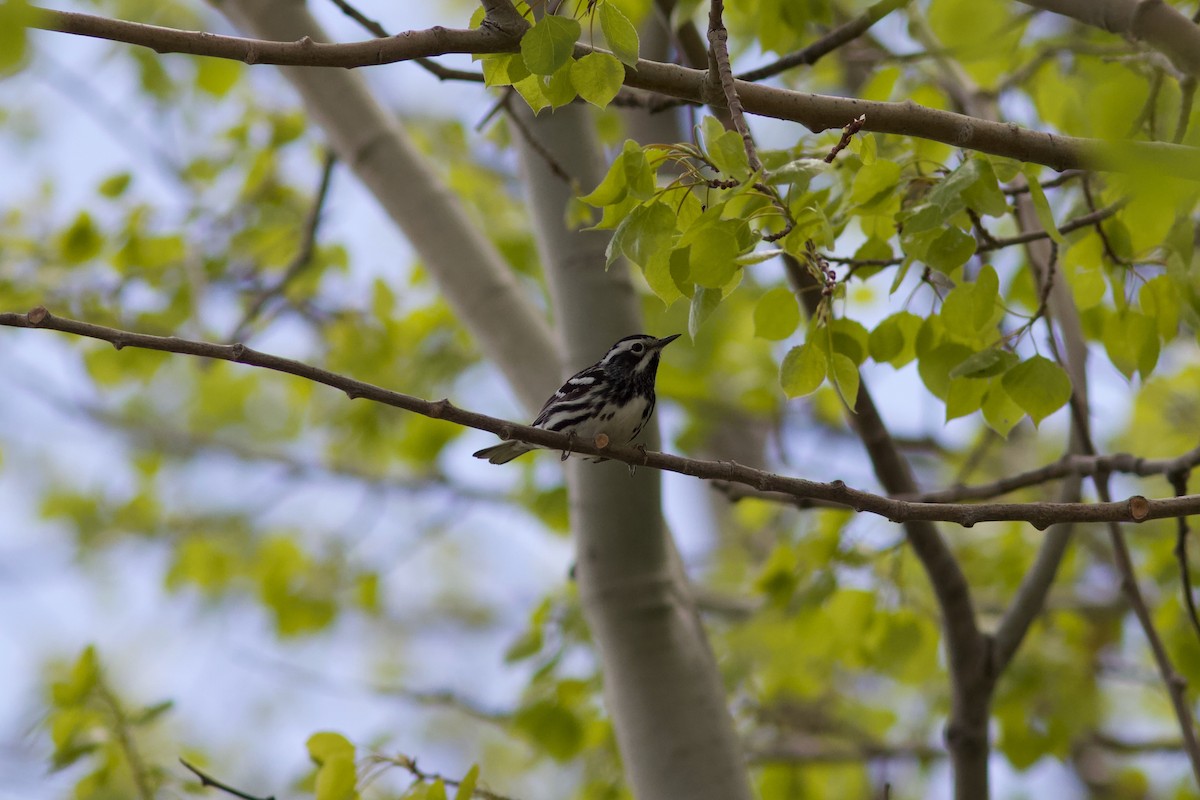 Black-and-white Warbler - ML619741409