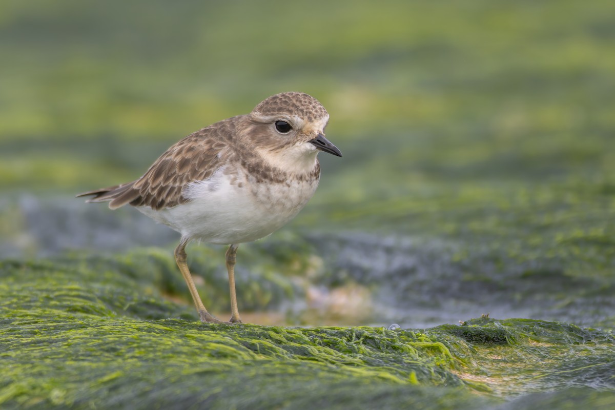 Double-banded Plover - ML619741425