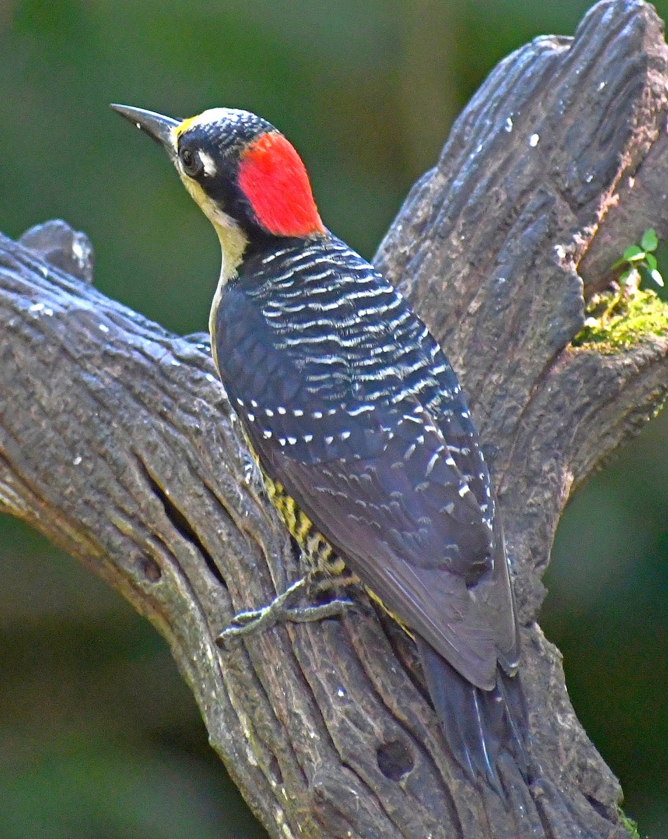 Black-cheeked Woodpecker - ML619741427