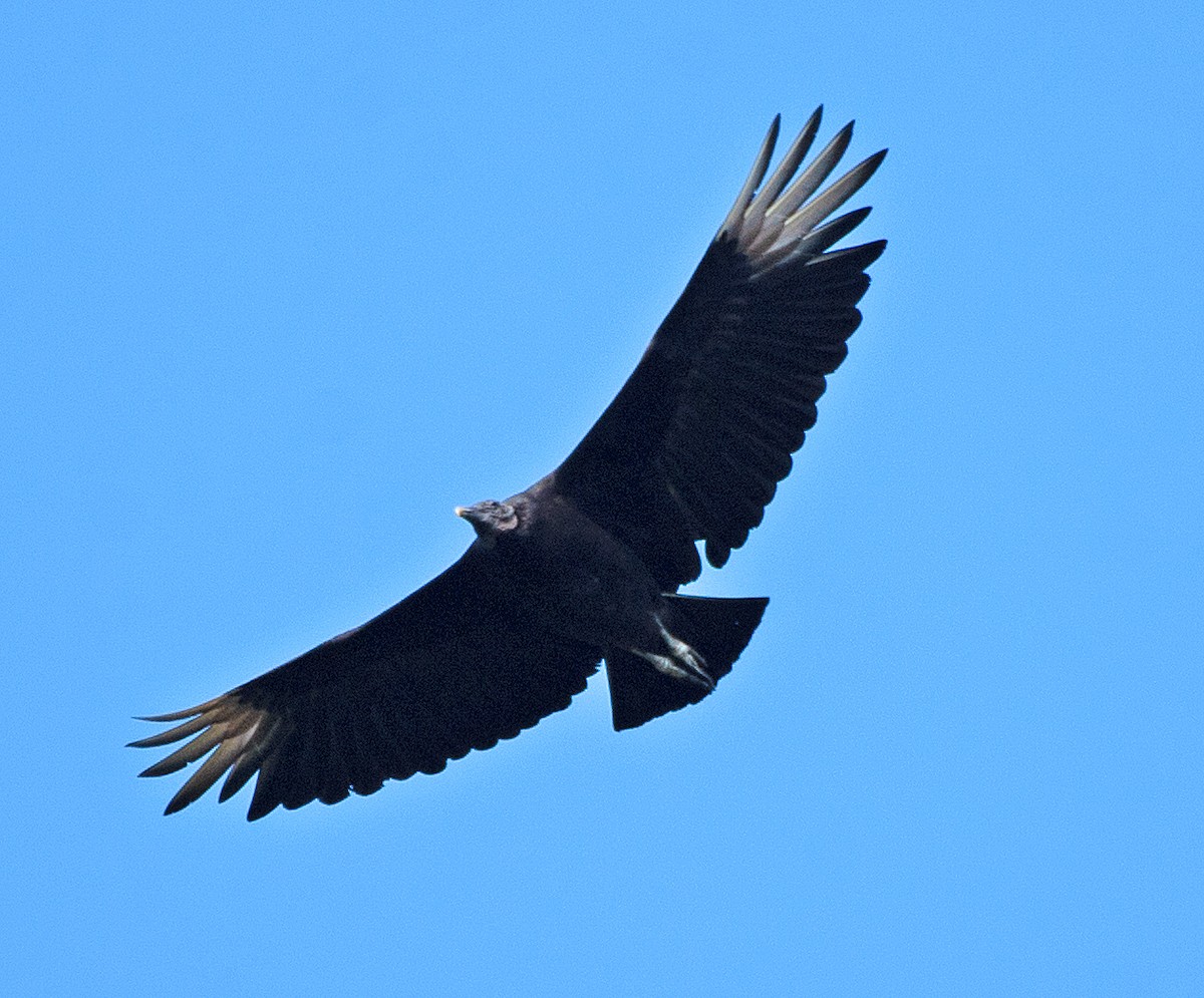 Black Vulture - ML619741502