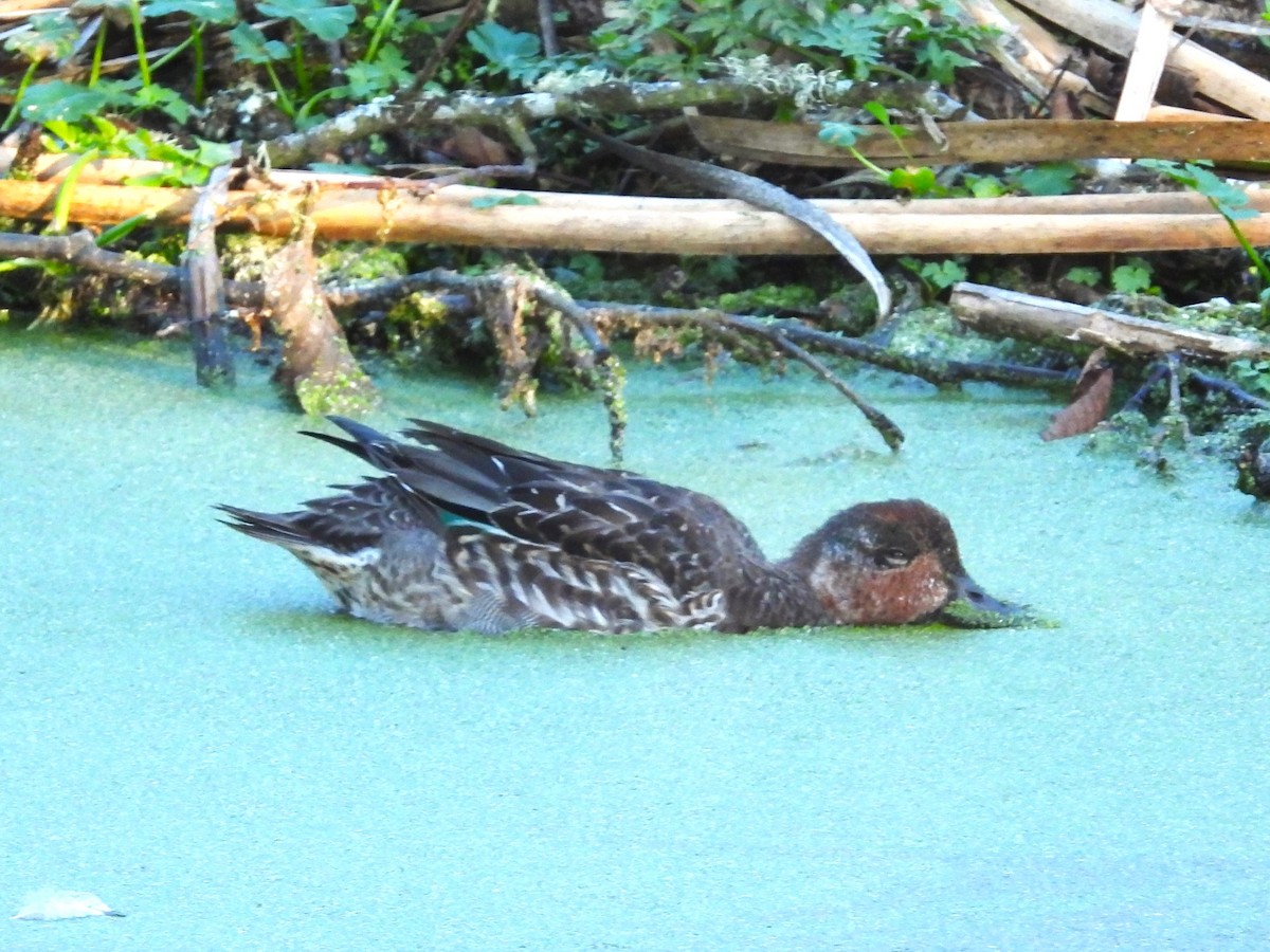 Green-winged Teal - ML619741508