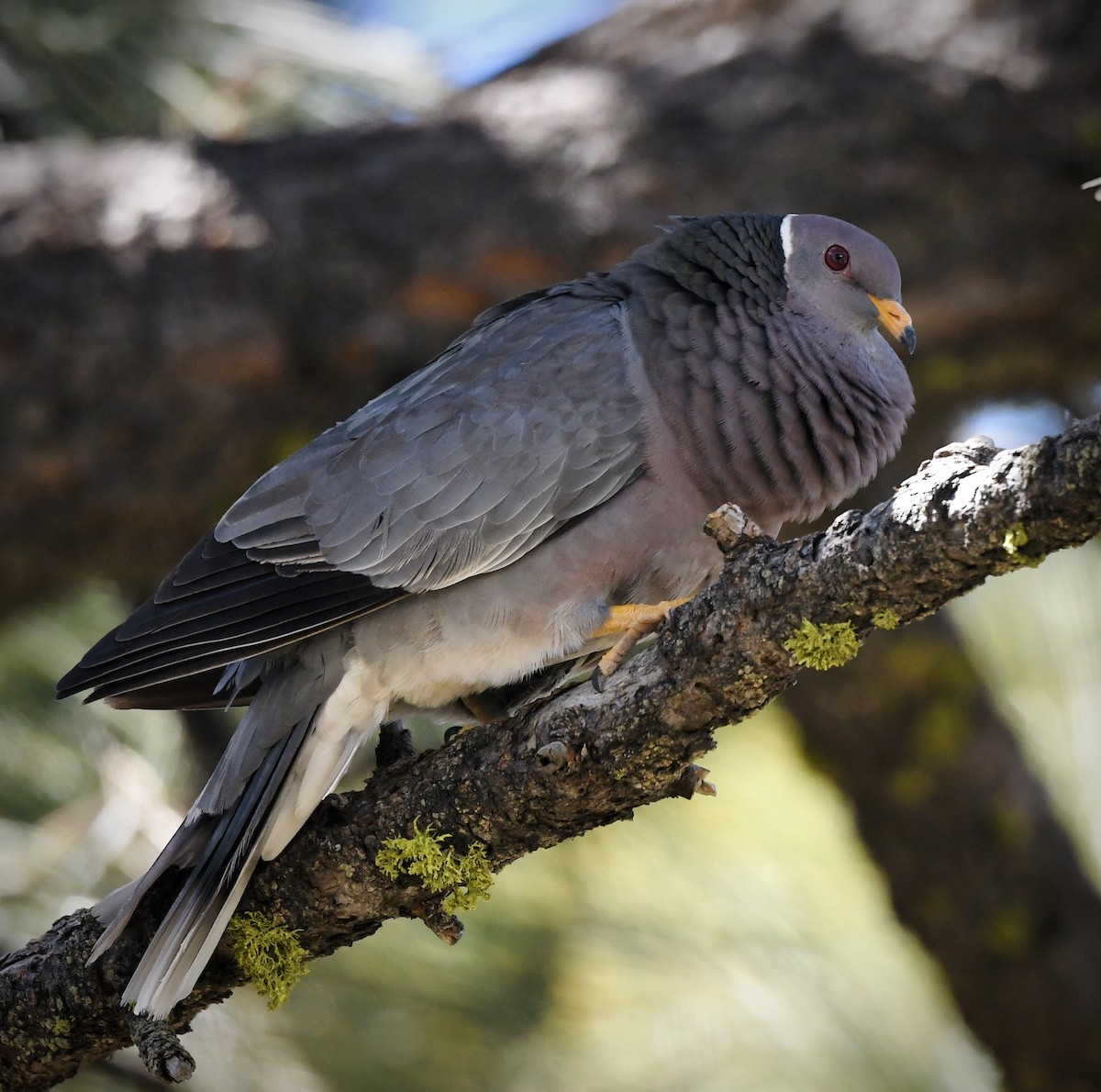 Band-tailed Pigeon - ML619741511