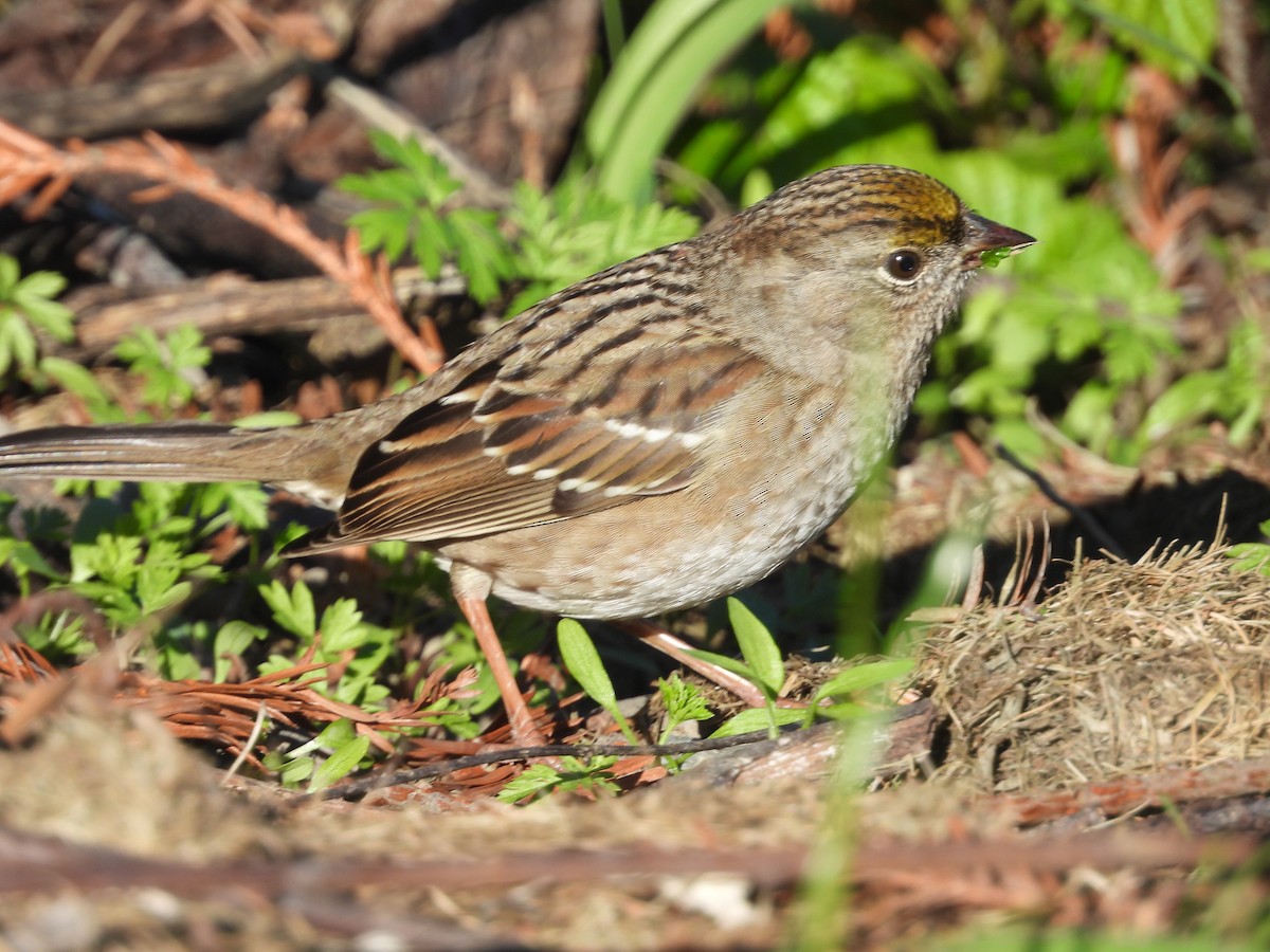 Golden-crowned Sparrow - ML619741512