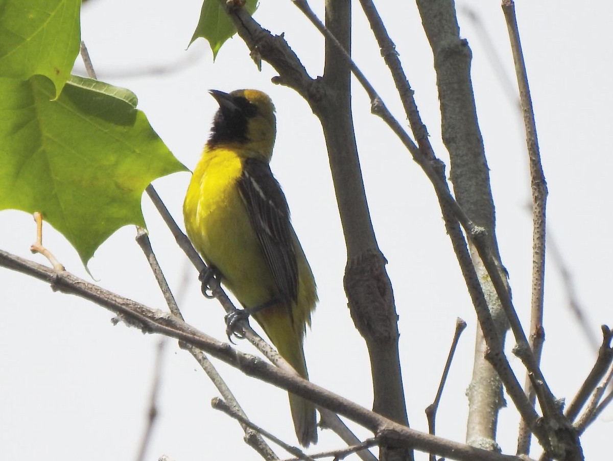 Orchard Oriole - ML619741531