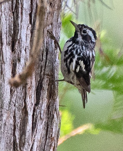 Black-and-white Warbler - ML619741534