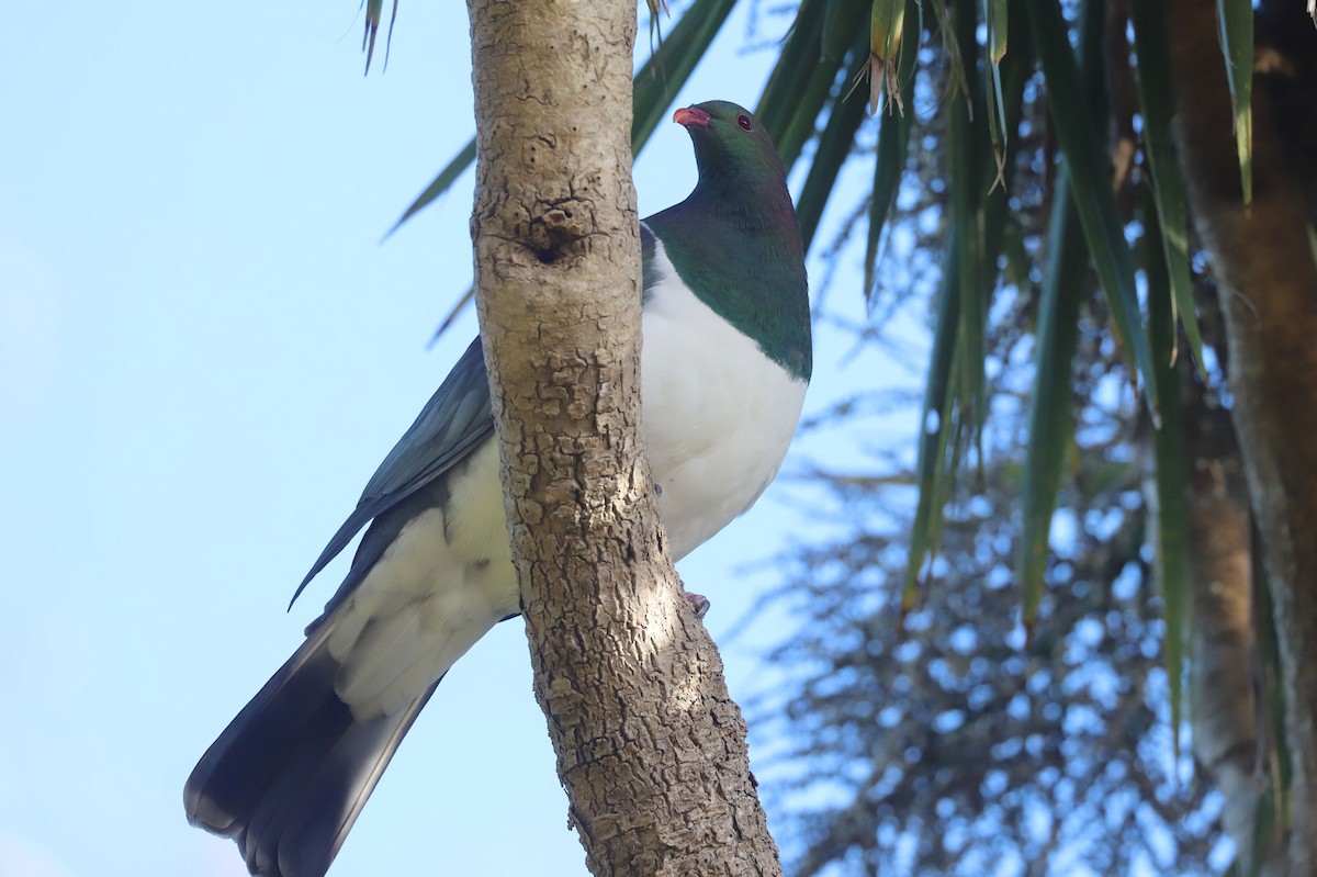 New Zealand Pigeon - ML619741566