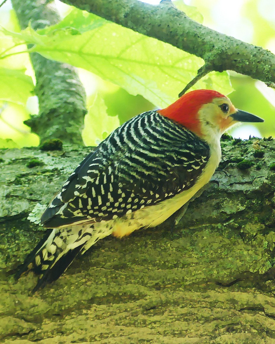 Red-bellied Woodpecker - ML619741692