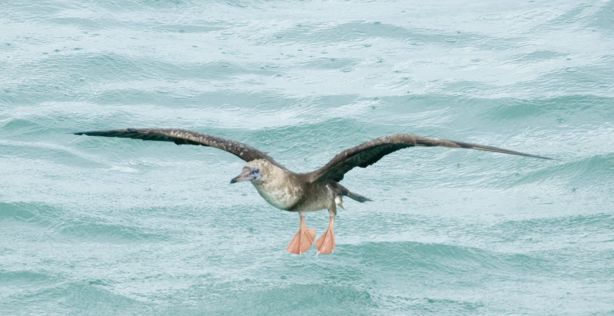 Red-footed Booby - Adrian Boyle