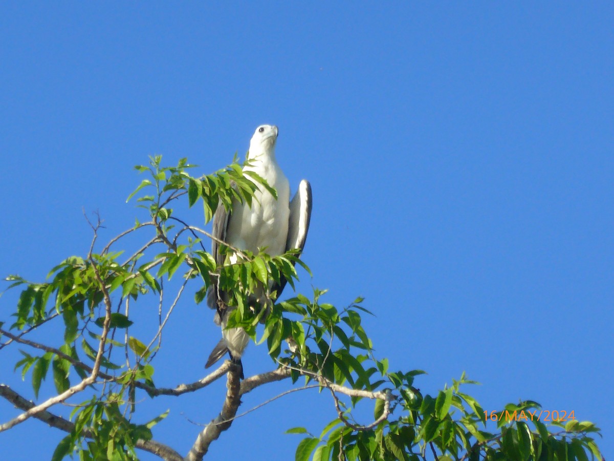 Белобрюхий орлан - ML619741716