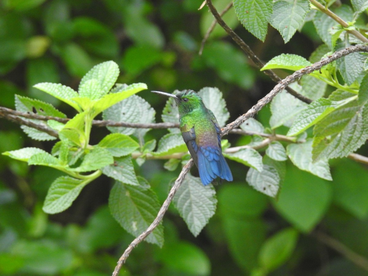 Blue-vented Hummingbird - ML619741773