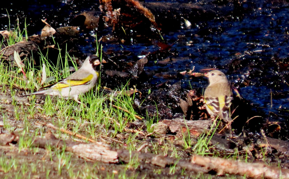 Lawrence's Goldfinch - ML619741784