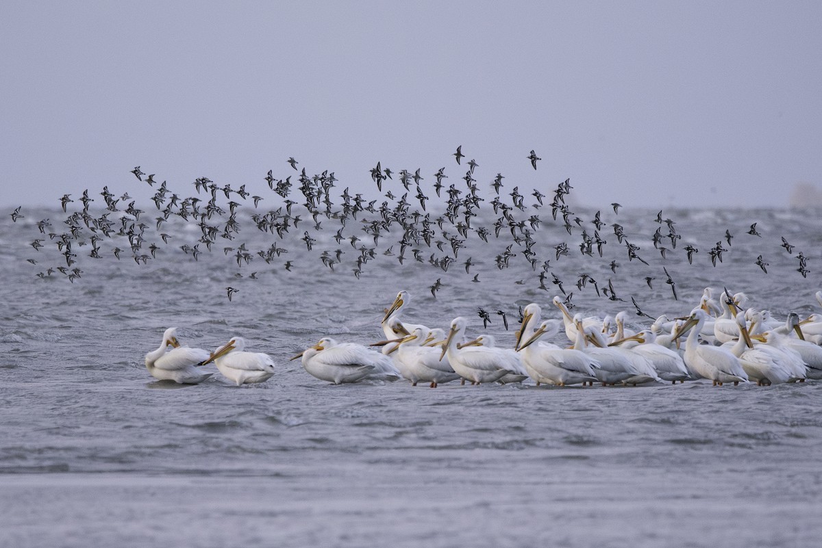 pelikán severoamerický - ML619741838