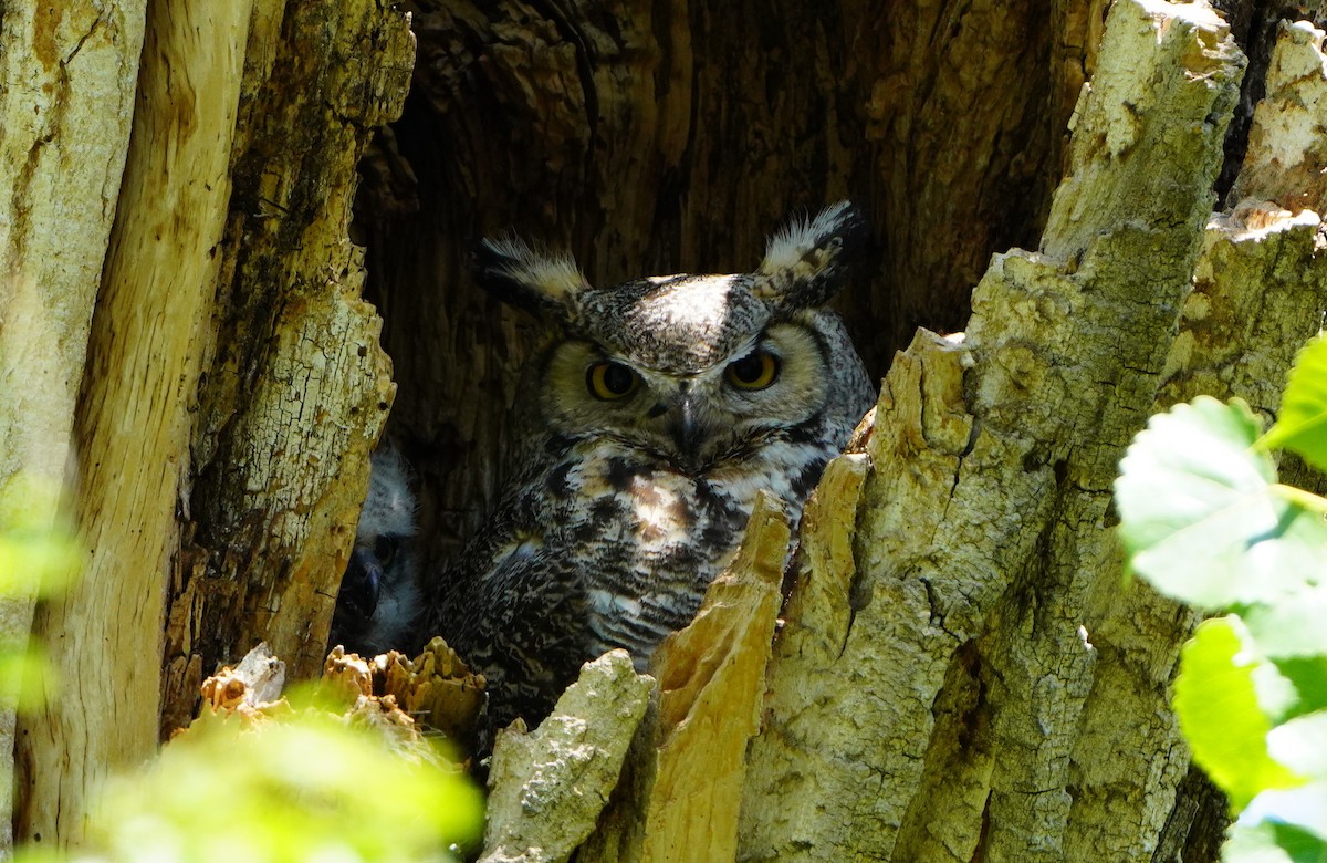Great Horned Owl - ML619741847