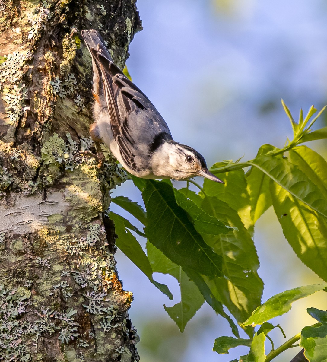 White-breasted Nuthatch - ML619741860