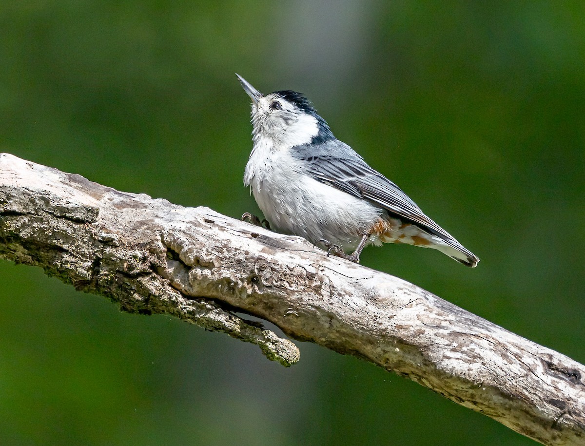 White-breasted Nuthatch - ML619741862