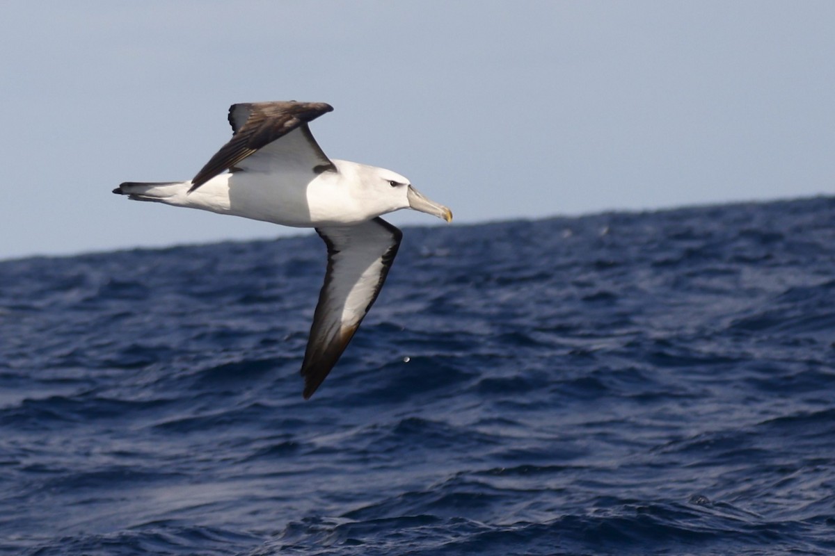 White-capped Albatross - ML619741895