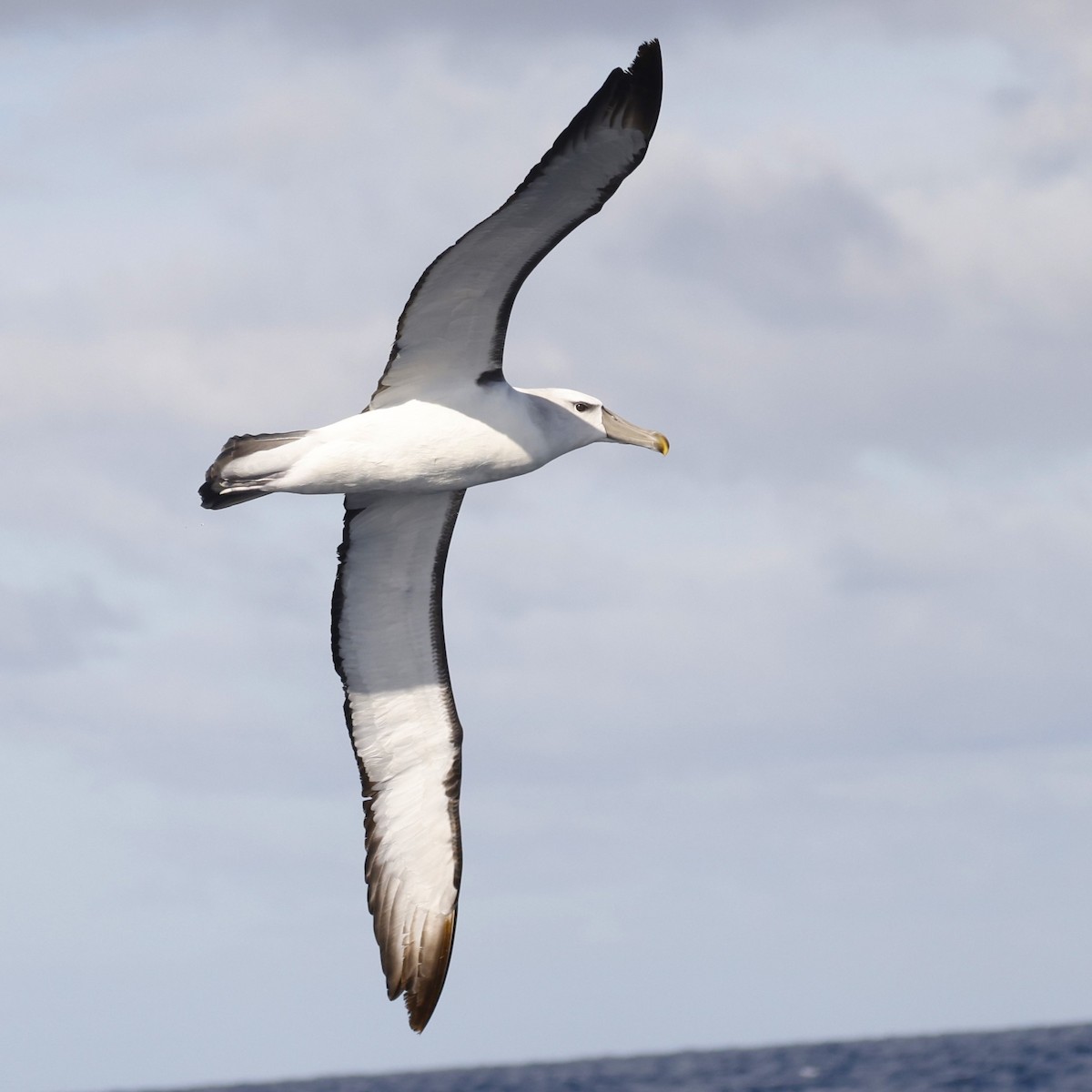 White-capped Albatross - ML619741896