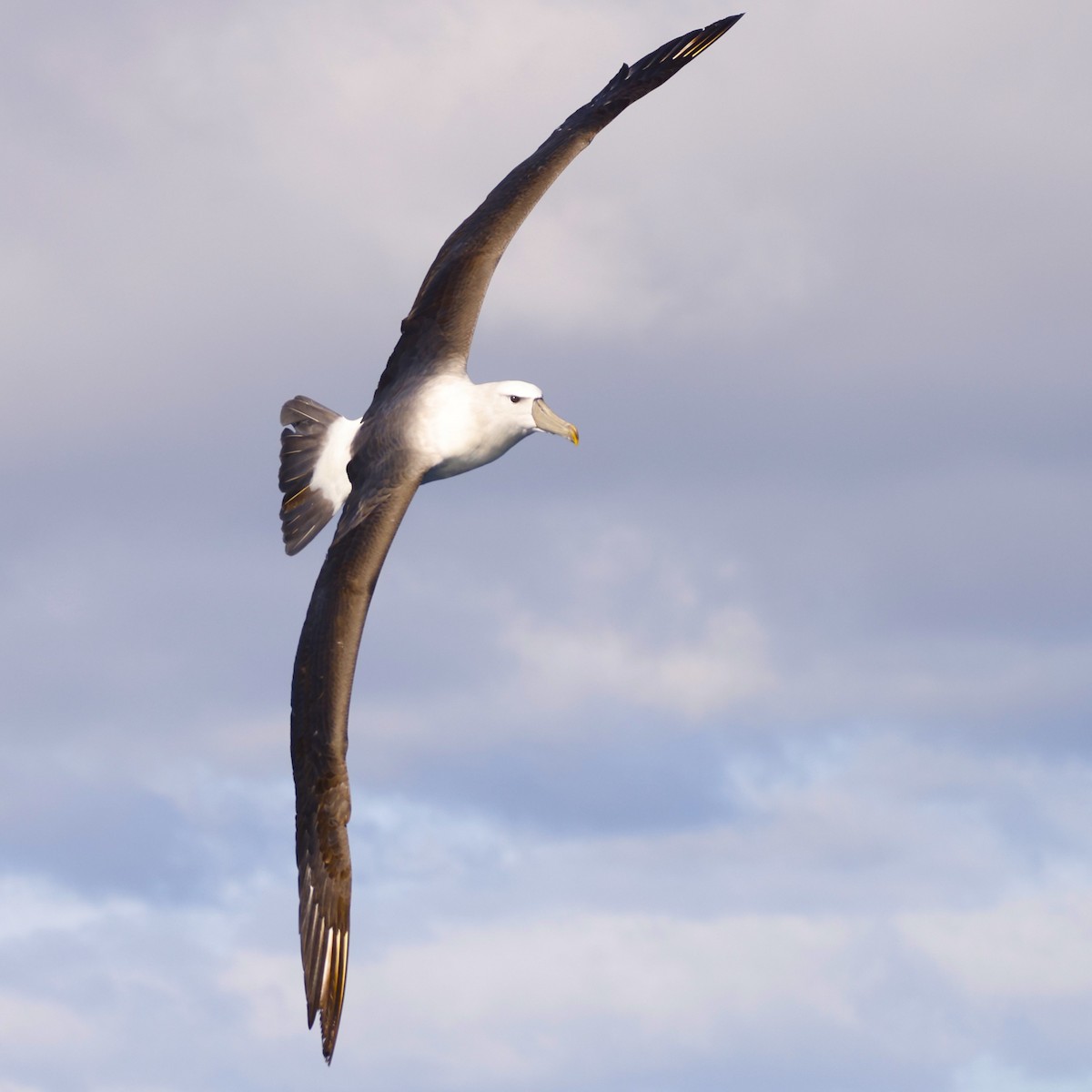 White-capped Albatross - ML619741897