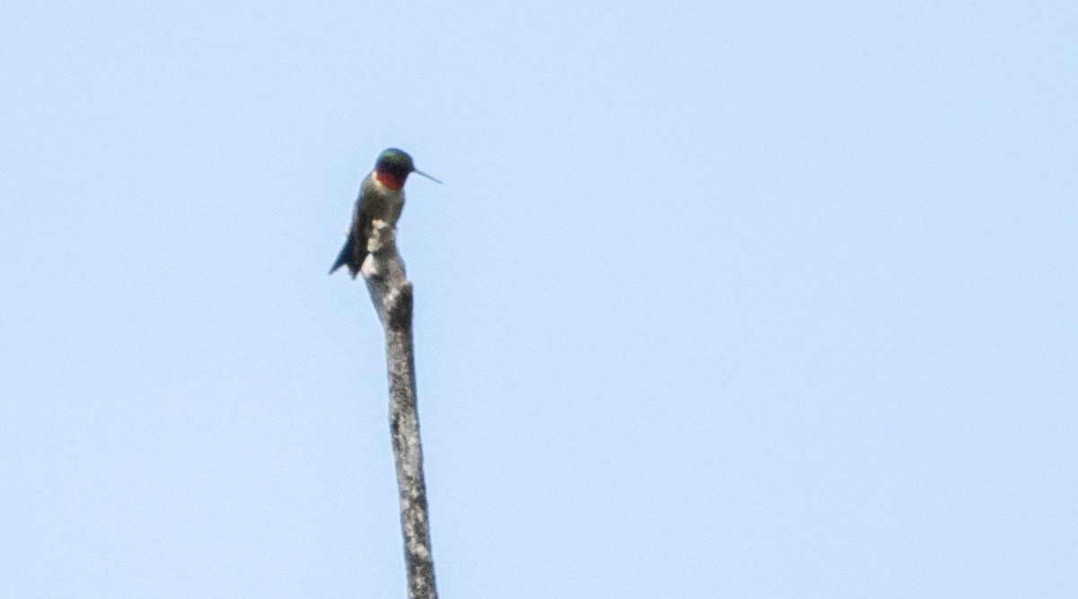 Ruby-throated Hummingbird - ML619741903