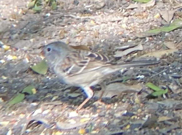 Field Sparrow - ML619741909