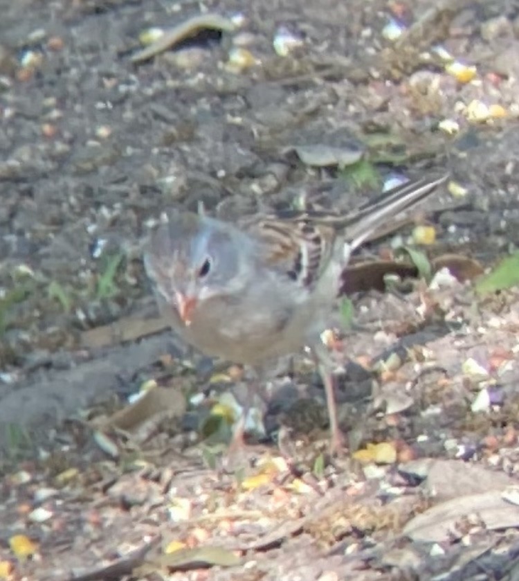 Field Sparrow - ML619741910