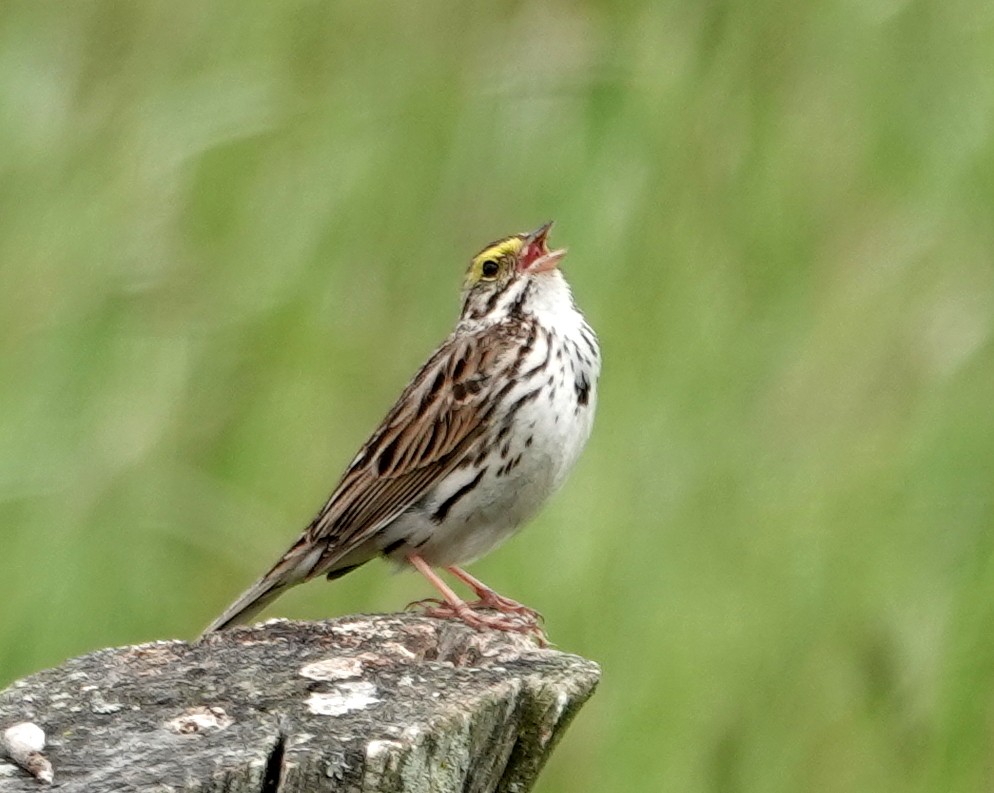Savannah Sparrow - ML619741950