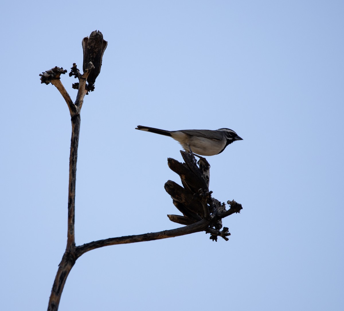 Black-throated Sparrow - ML619741965