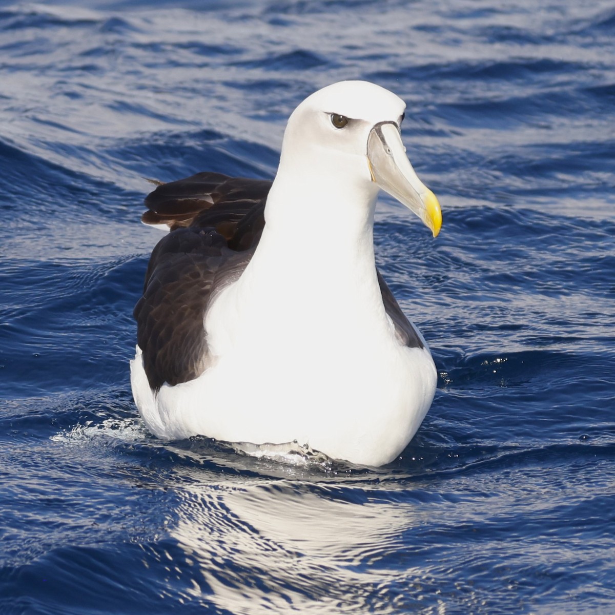 White-capped Albatross - ML619741979