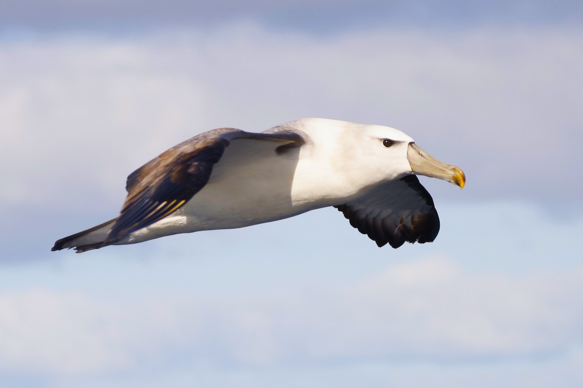White-capped Albatross - ML619741980