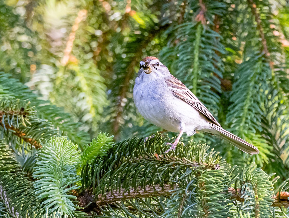 Chipping Sparrow - ML619741988