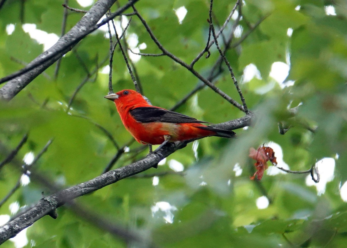 Scarlet Tanager - ML619741995