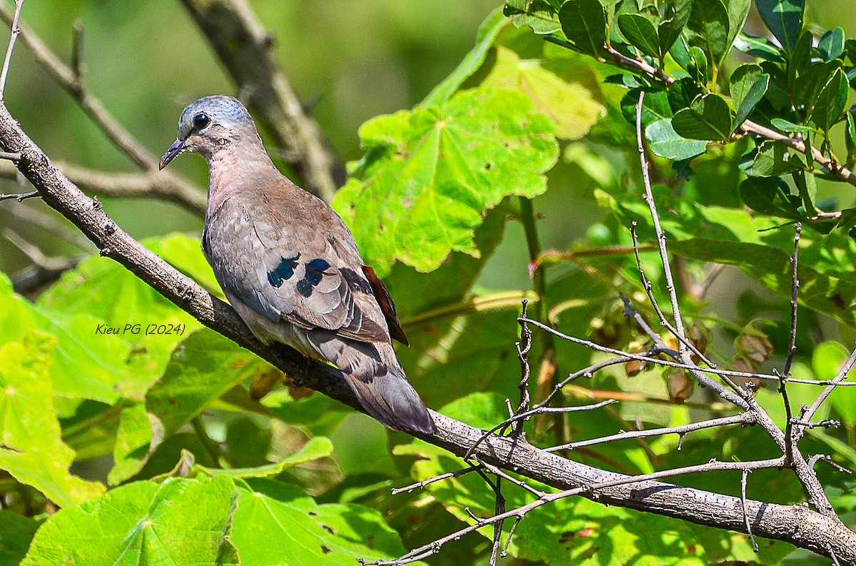 Emerald-spotted Wood-Dove - ML619742023