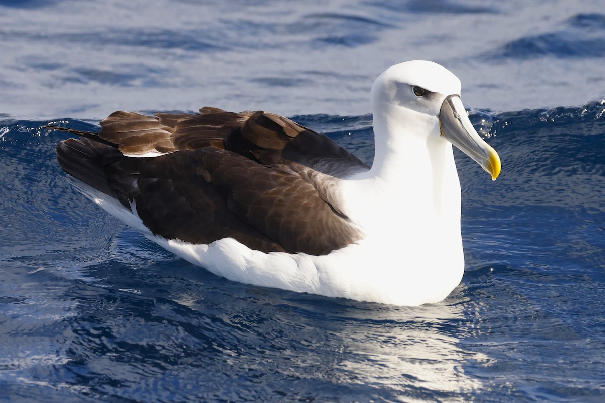 White-capped Albatross - ML619742034