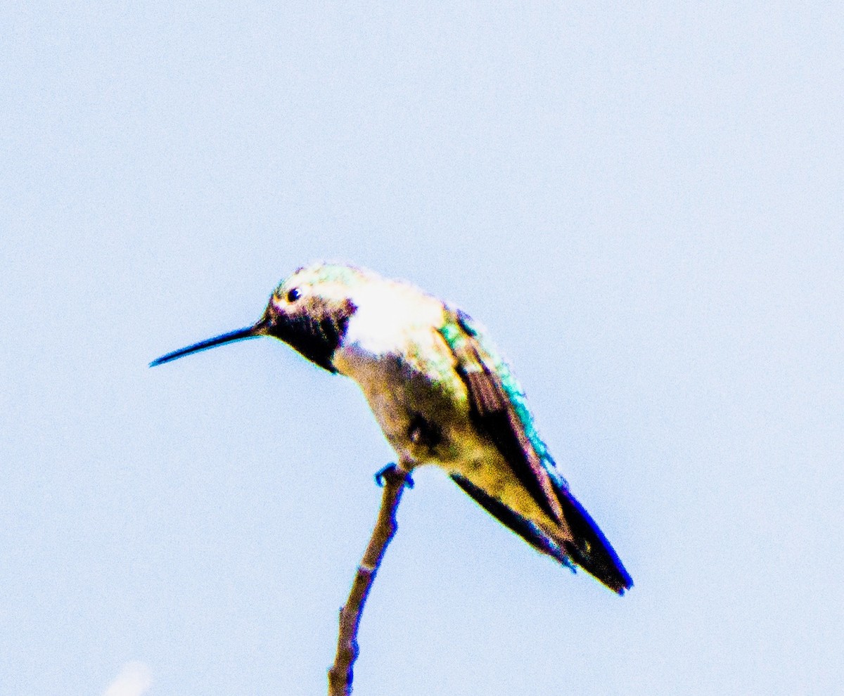Broad-tailed Hummingbird - ML619742044